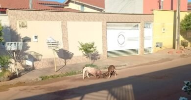 Dois pit bulls atacam e matam um cãozinho vira-lata em Minaçu